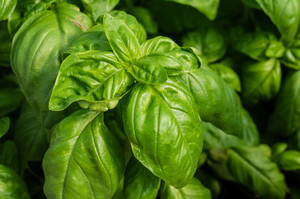 Basil