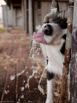 Thirstydog