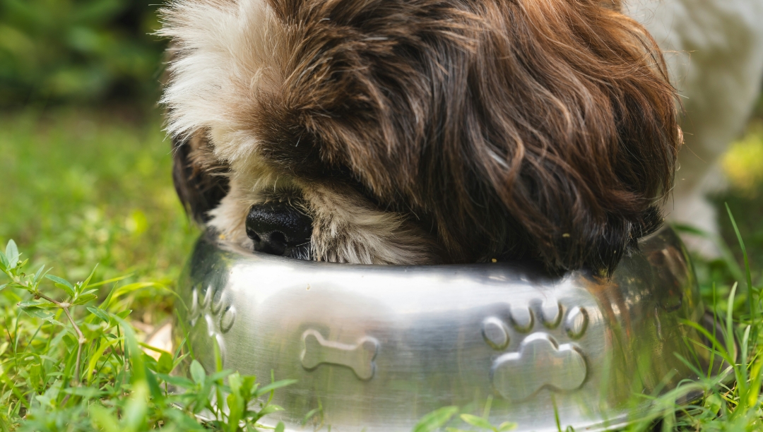 犬の画像