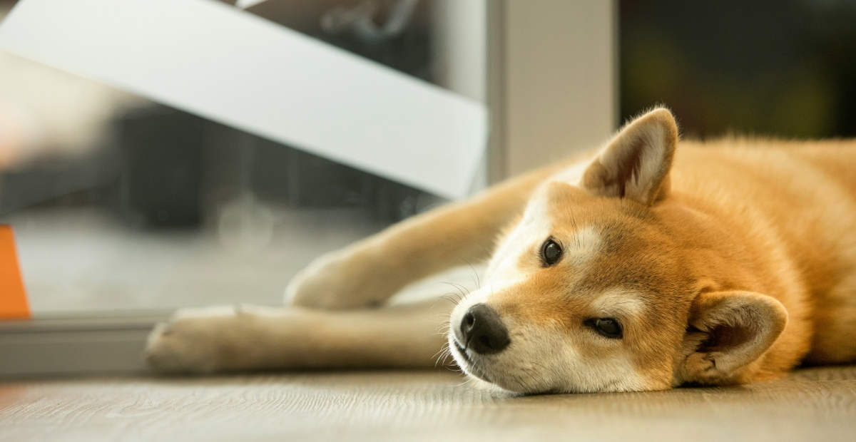 犬の画像
