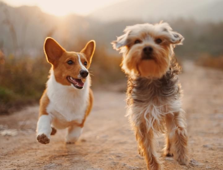 犬猫の画像