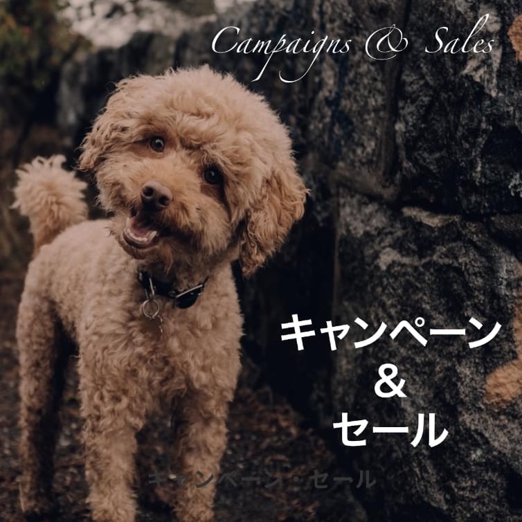 キャンペーン・セール