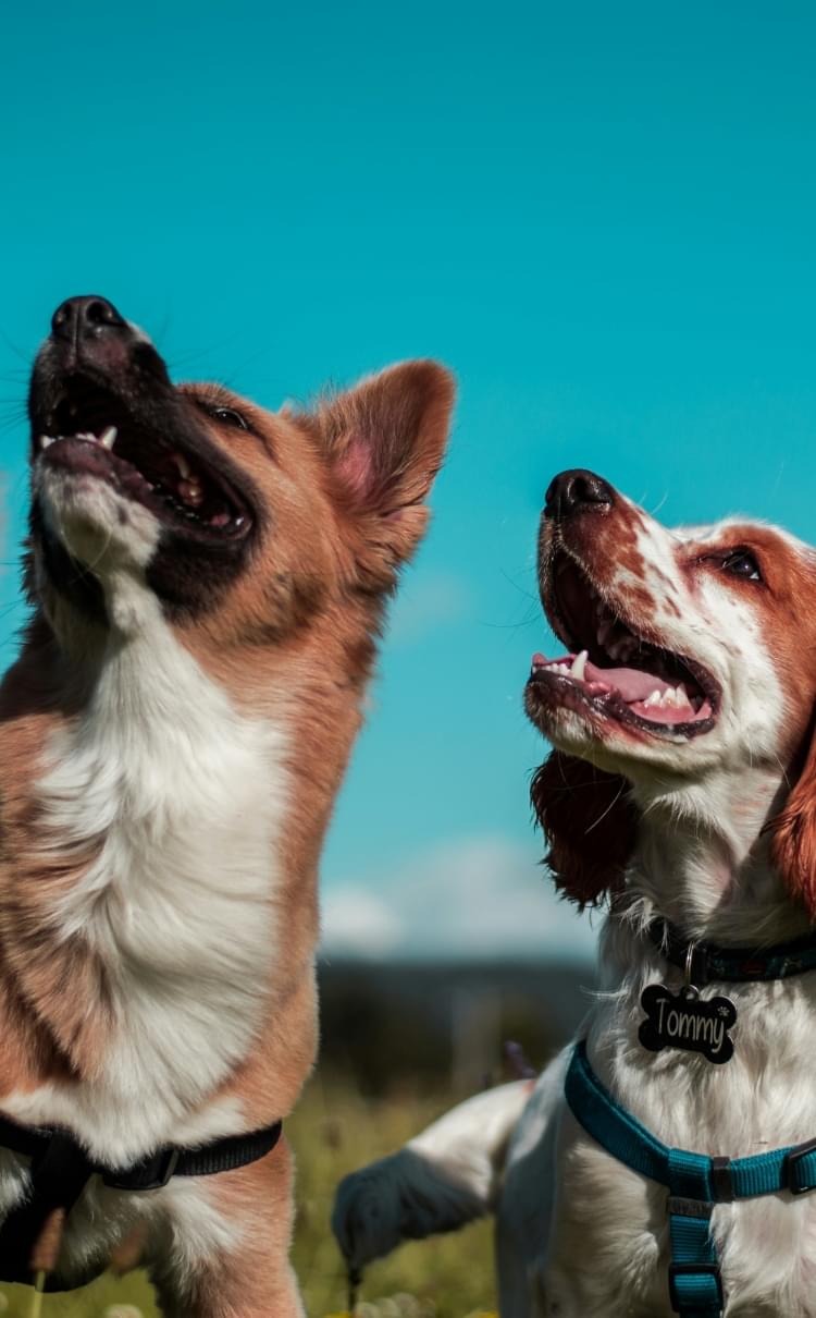 犬猫の画像